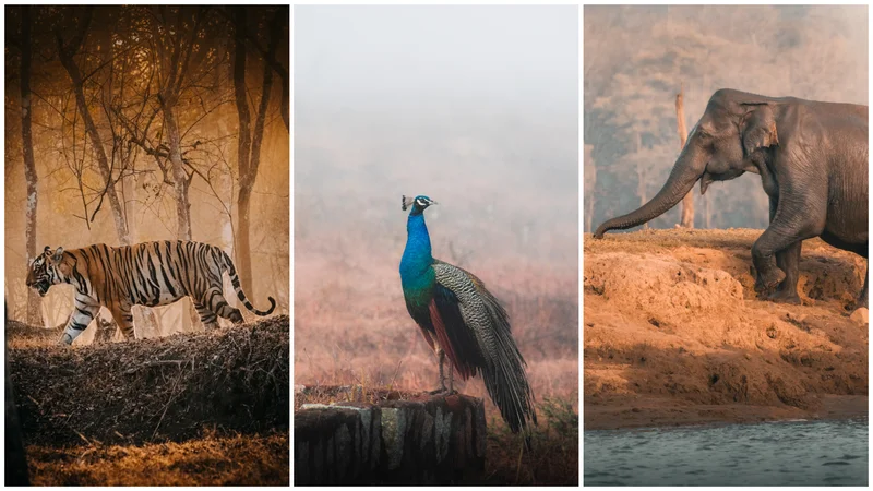 A tiger hunt, a river safari and a wild ride through Nagarhole