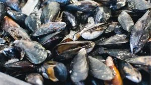 BFAR lifts red tide shellfish ban in Samar's Irong-Irong Bay
