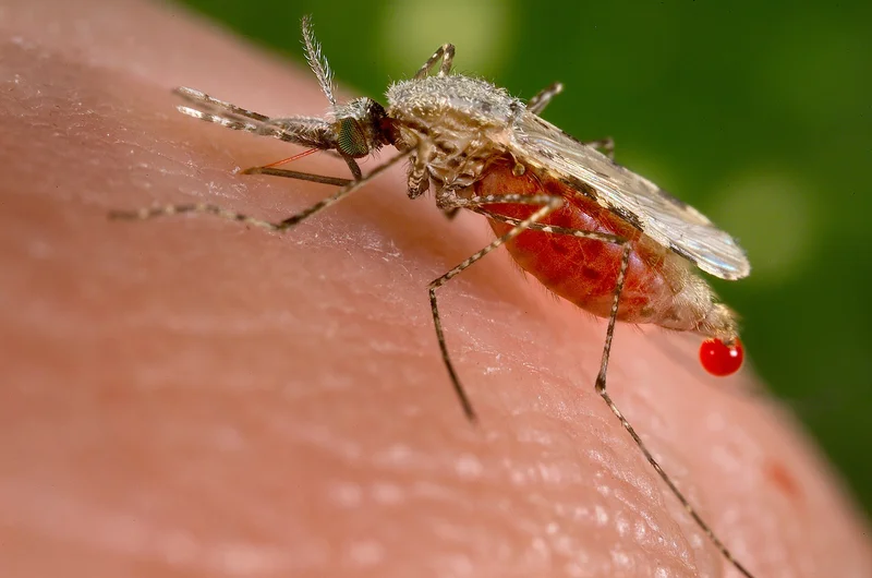 Invasive Mosquito Pushes Malaria Into Africa’s Cities
