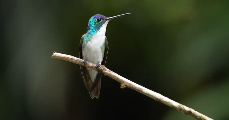 Birding takes flight after peace deal between Colombia and guerrilla group | 60 Minutes