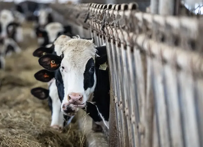 Can Canada uphold dairy supply management while giving U.S. more access?