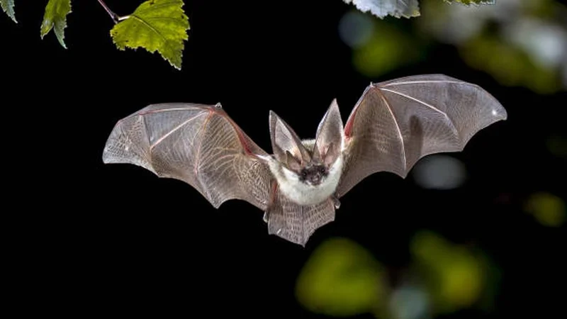 Why bats do not fall ill from the viruses they spread