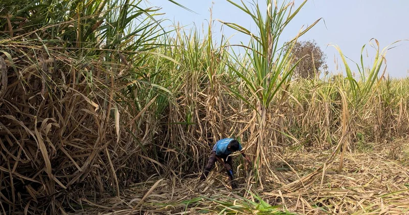 Sugarcane powers India’s rural economy but climate change is affecting yield