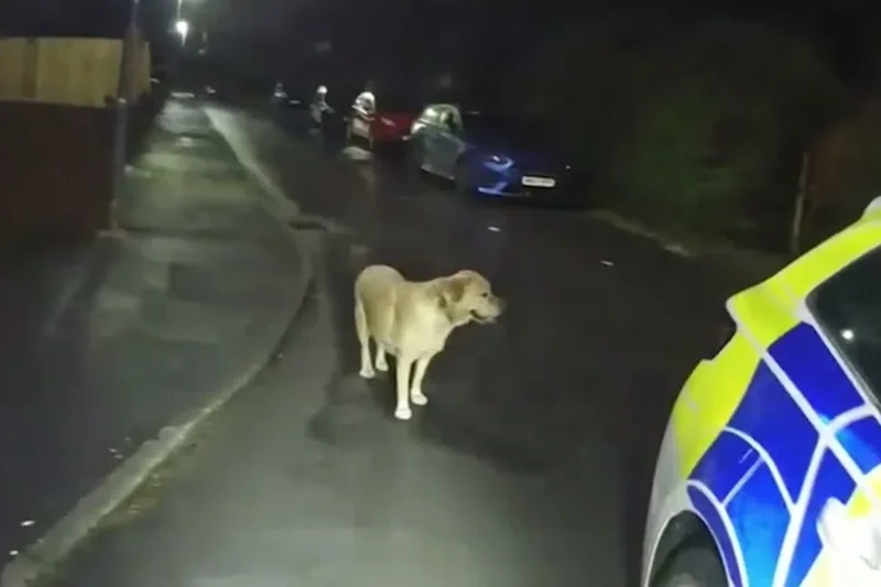 Dog leads police to fleeing suspect’s hiding spot after being left behind during e-scooter chase