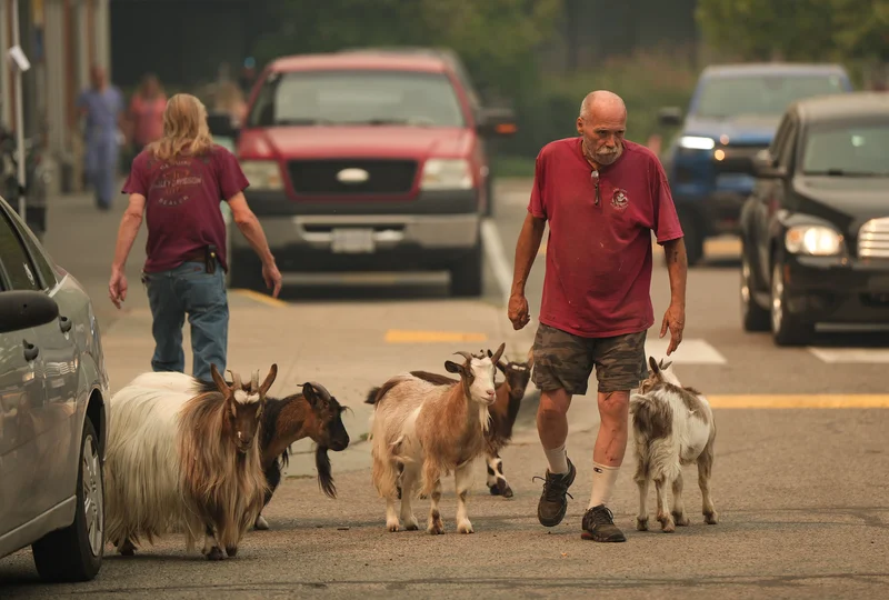 Summerland farmers can return to wildfire evacuation zone to care for their animals