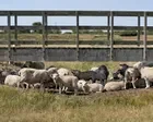 ‘Alarming’ surge in bluetongue disease among UK sheep