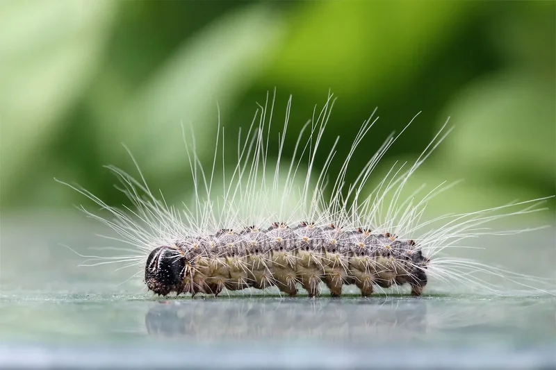 'Caterpillar from hell' moth found in Sweden – but biologist says no need to panic
