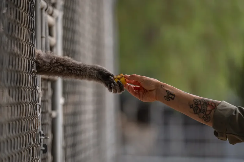 How a sanctuary outside LA has cared for rare, endangered gibbons for a half-century
