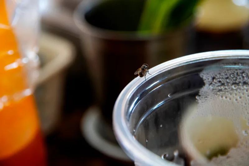 How to get rid of flies in your home, according to a pest expert