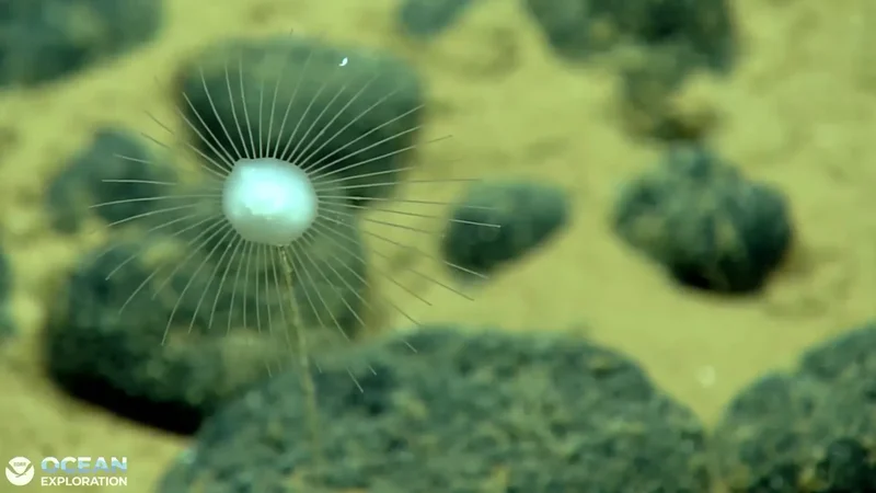 How to watch a live deep-sea exploration in the Pacific
