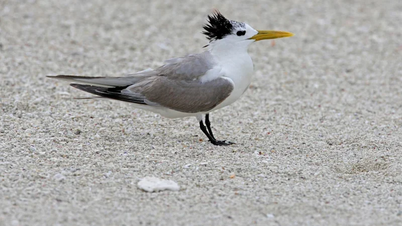 ‘Early part of that curve’: First mass mortality event feared off SA coast as bird flu cases surge