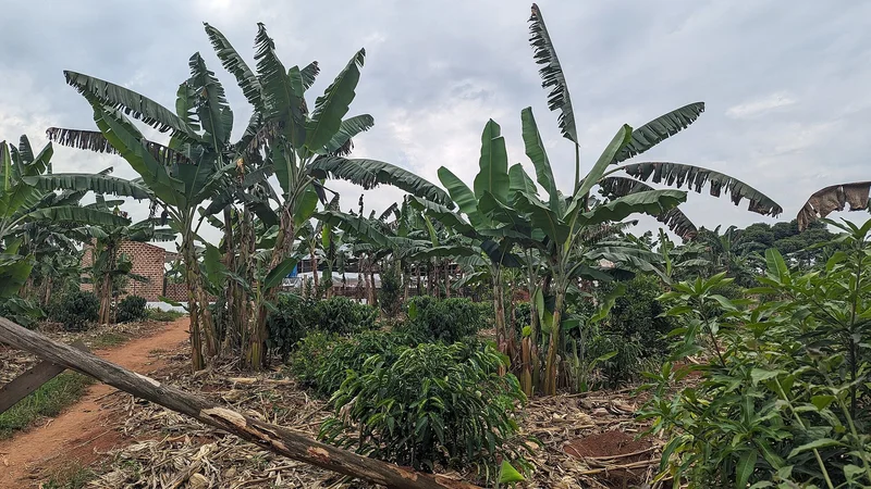 Uganda-Vietnam Trade Jumps to US$95.4 Million as Coffee and Tech Deals Deepen