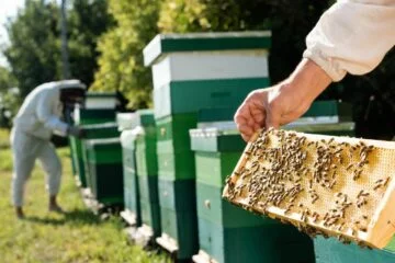 Drought means less honey this summer as nectar dries up