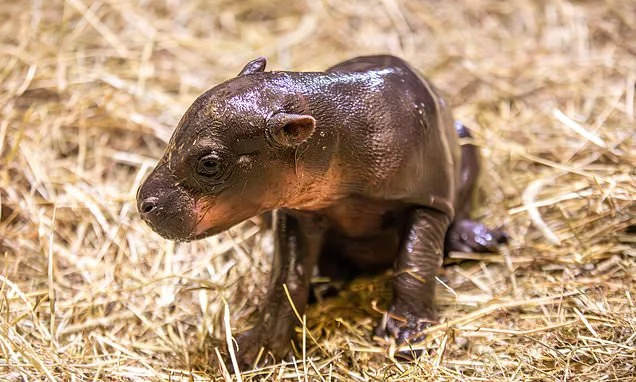 McMoo Deng? Scottish zoo welcomes pygmy hippo calf