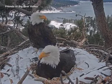 WATCH:  How Jackie the bald eagle brought millions of people together