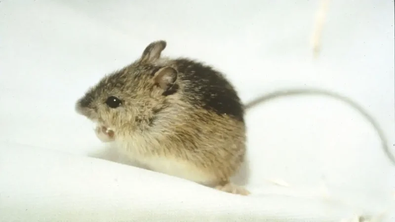Colorado expands habitat protection for endangered Preble's jumping mouse