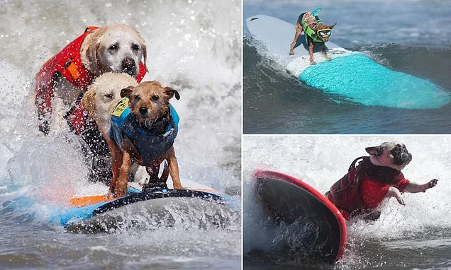 Surf's up! Pooches take to their boards for World Dog Surfing Championships