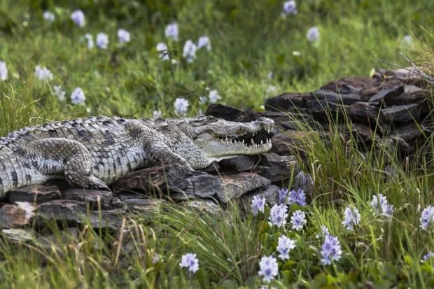 In Kenya, crocs moving closer to homes