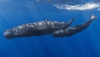 Sperm Whales Seem to Change Their Calls When Ships Are Near, Highlighting the Implications of Underwater Noise Pollution