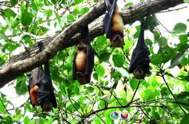 Up to 17,500 threatened flying foxes recorded in Davao Occidental