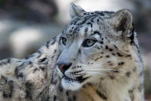 Leopards face growing threats across K-P