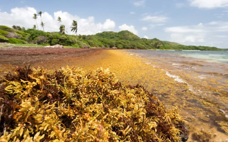 New Cancun Resorts Open Into Worst Sargassum Season