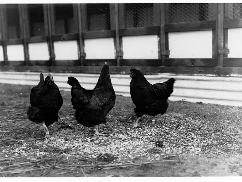 Argentina Wins Back EU Market Access for Its Poultry
