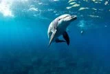 Lucky Sighting Captures Dolphins Using Empty Shells to Hunt Fish, a Rarely Seen Skill&nbsp;