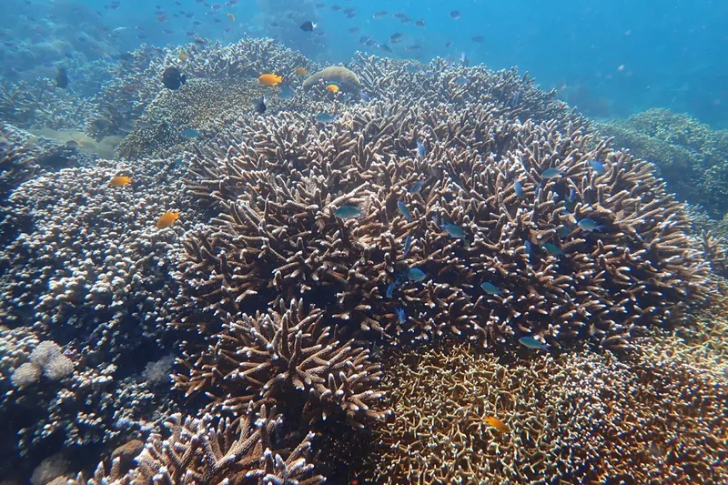 76% of coral reefs in Indo-Pacific at risk of drowning from rising seas in coming decades: NTU study