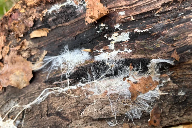 Scientists Don’t Actually Know How Long Fungi Can Live. The Reasons Are Kind of Weird