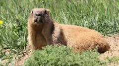 Marmots facing money troubles turn to OnlyFans