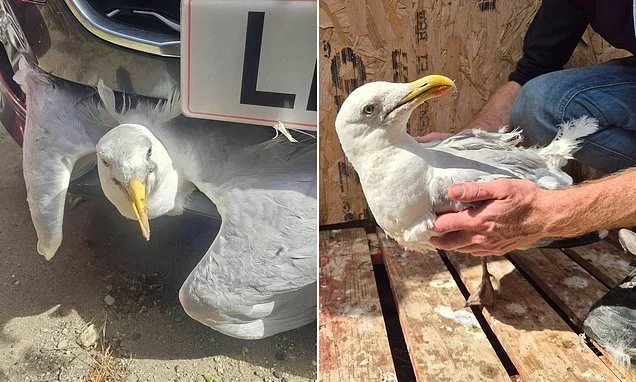 Seagull survives being wedged in car's grille for several miles on motorway after 'being hit at high speed'