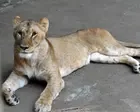 Three lions die of suspected heatstroke at Tokyo zoo as Japan swelters