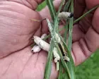Halting the march of the armyworm: fungus discovery offers hope to African farmers