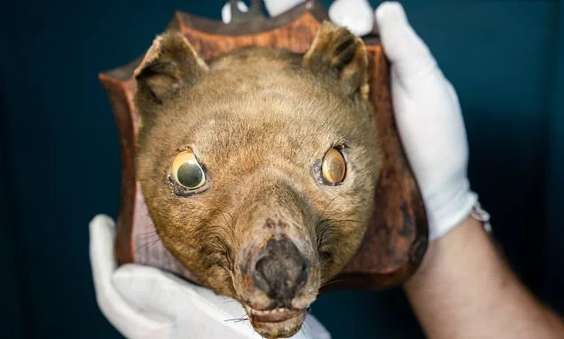 'Fox head' that was bought for £50 at a market sells for £60,000... because it's actually an extinct tiger