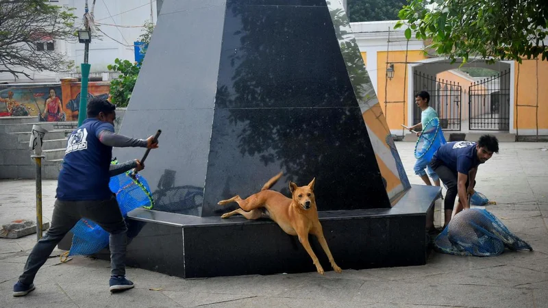 Puducherry to set up dedicated shelters for stray dogs