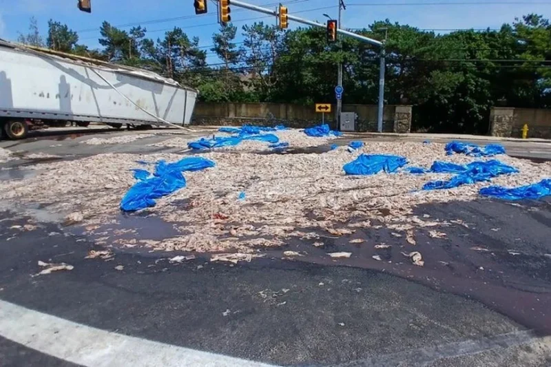 Squid games: 20-ton spill of foul-smelling sea creatures causes eight-hour traffic jam in Rhode Island