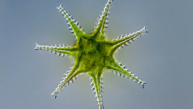 Tiny, beautiful species are going missing from restored forests and wetlands