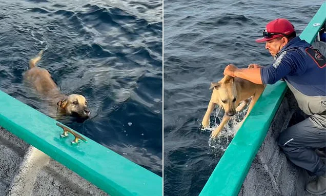 The ultimate doggy paddle: Stunned fishermen find pooch swimming in the ocean