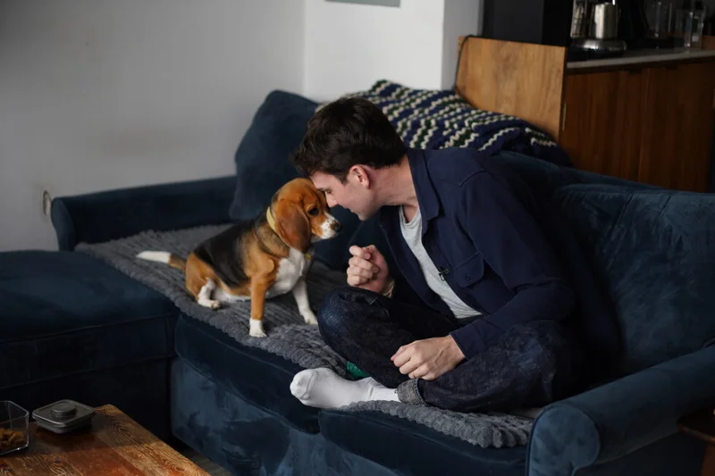 Gene-edited beagles may offer a future option for people with dog allergies