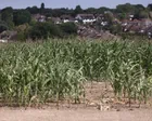 Burnham announces £65m for drought-hit farmers after Labour pressure
