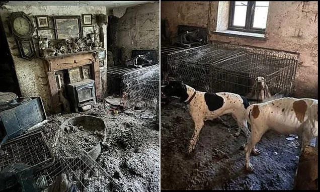 Six-time Crufts winner who neglected 77 dogs in abhorrent conditions is banned from competition for life