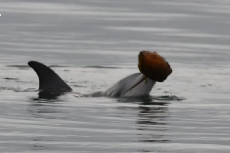 Dolphins Use Seashells to Scoop Up Fish and Eat Them in Rare Hunting Behavior
