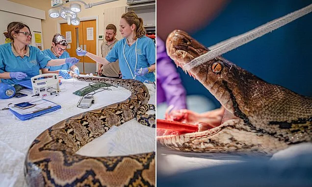 Fangs a lot! Sick snake called Jodie Foster given human cancer therapy