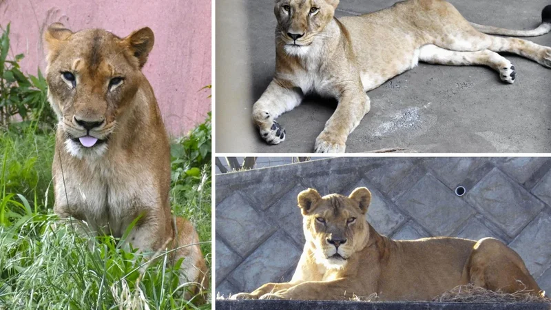 3 lions perish at Tokyo zoo as Japan bakes in ‘cruelly hot’ summer