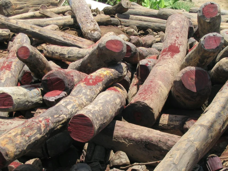 Wounaan Indigenous people have opposed illegal rosewood logging and centuries of exploitation with wisdom and beauty