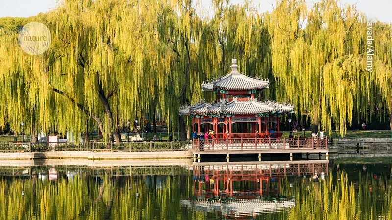 These trees are making air quality in cities worse