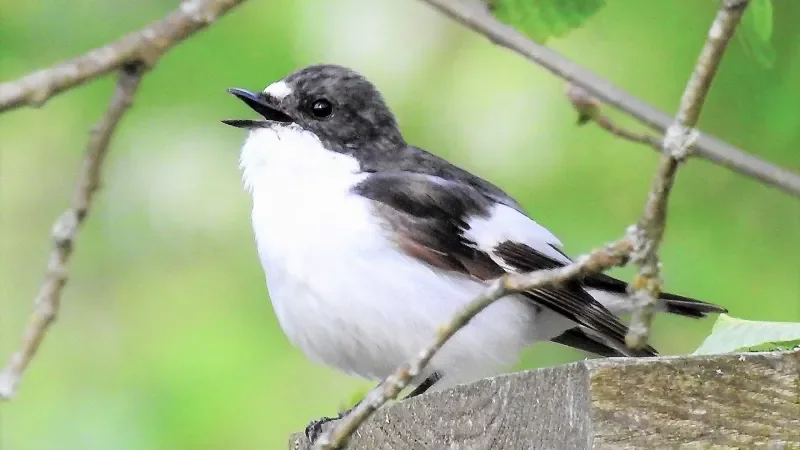 ‘Cheating’ birds change their tune