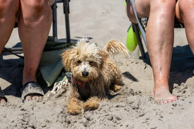 Leinster and Tipperary under Status Yellow heat warning until Friday morning