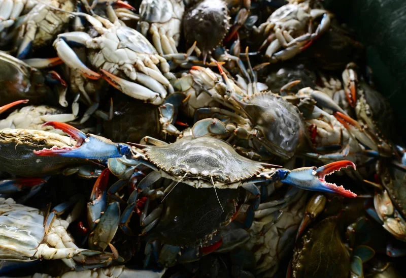Italian scientists bet on octopus to fight crab invasion